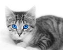 AS,Rund 27 mm, 10Stück/ 10 pièces (médailles pour petit animaux)