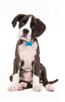 Kleintieranänger Knochen Rot, Alu elox  38x26mm 10 Stück/ 10 pièce (médailles rouge petit animaux)